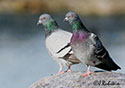 Columba livia